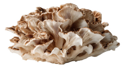 Fresh maitake mushroom, also known as hen-of-the-woods or grifola frondosa, on a transparent background
