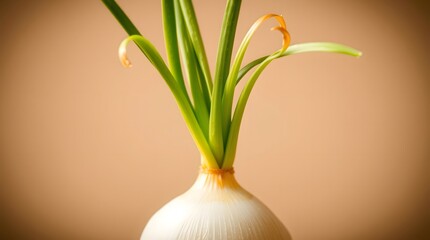 Fresh white onion with green shoots on a light background