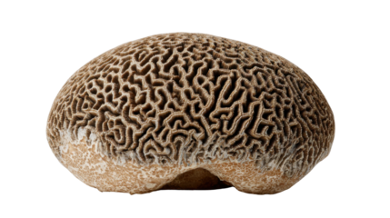 Brain coral showing intricate natural pattern and texture, a marine skeleton isolated on transparent background