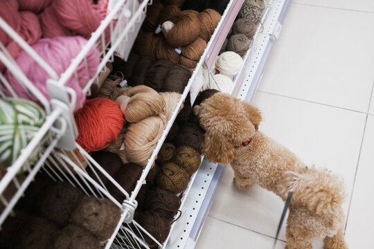 Dog explores yarn store aisle with colorful skeins