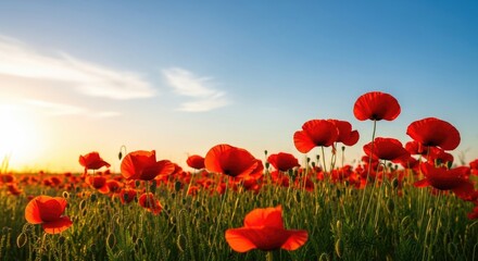 A vibrant field of red poppies under a clear blue sky with a warm, golden sunset.
