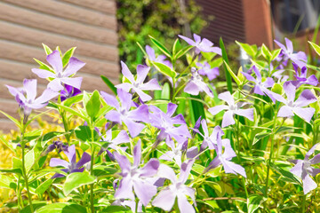 きれいに咲いた蔓日々草