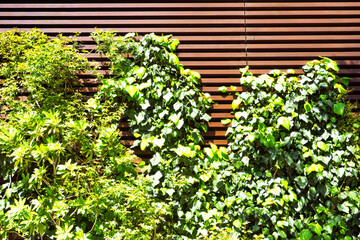 ツタがはう茶色の壁