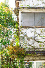 ツタが絡まる古い建物