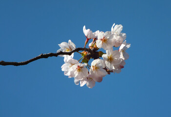 桜 (ソメイヨシノ)