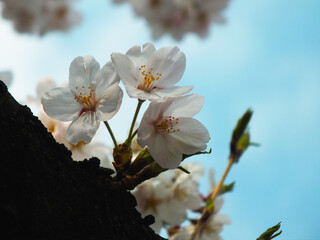 桜 (ソメイヨシノ)