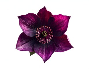 Detailed close-up of a vibrant, multi-petaled dark purple flower