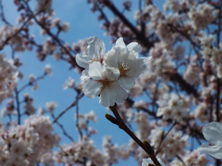 桜 (ソメイヨシノ)