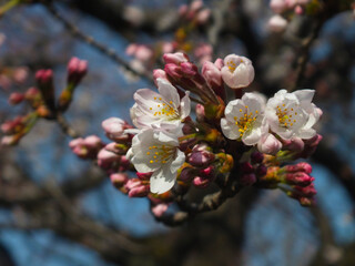 桜 (ソメイヨシノ)