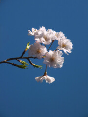 桜 (ソメイヨシノ)