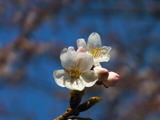 桜 (ソメイヨシノ)