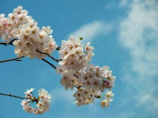 桜 (ソメイヨシノ)