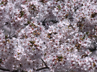 桜 (ソメイヨシノ)