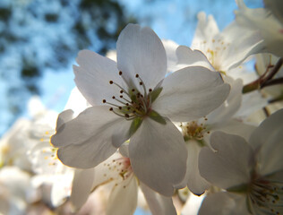 桜 (ソメイヨシノ)