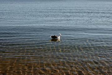 Seagull in Tranquil Shallows — Pastel Blue Reflections