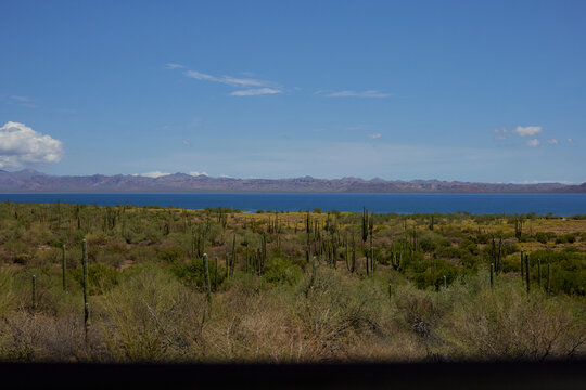 Desert Bloom by the Baja California Sur Ocean