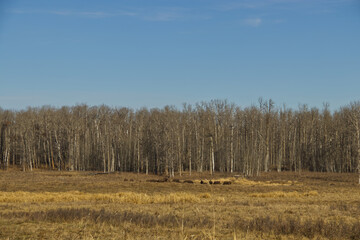 Plains Bison in the Distance