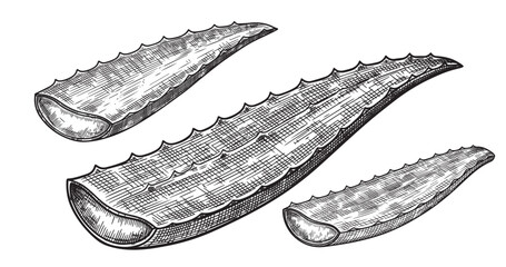 Aloe vera leaf engraving illustration for cosmetic packaging