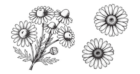 Chamomile flower engraving illustration for skincare packaging
