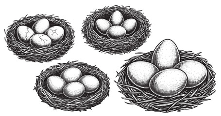 Eggs engraving illustration for farm food packaging