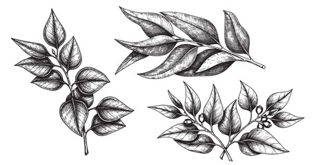 Eucalyptus leaves engraving illustration for cosmetic branding