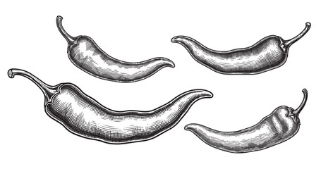 Chili pepper engraving illustration for spicy food packaging