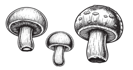Mushroom engraving illustration for organic food packaging