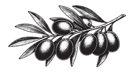 Olive branch engraving illustration for olive oil packaging and branding