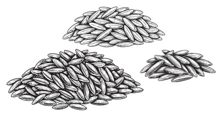 Rice grains engraving illustration for staple food packaging