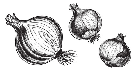 Onion bulb engraving illustration for culinary packaging