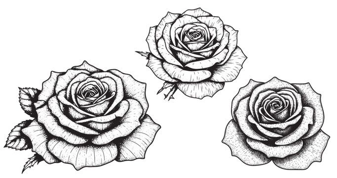 Rose flower engraving illustration for luxury cosmetic packaging