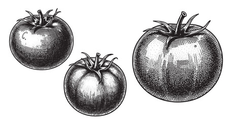 Tomato engraving illustration for food packaging and branding