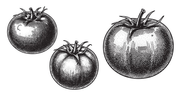 Tomato engraving illustration for food packaging and branding