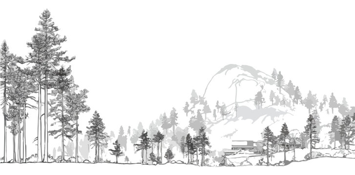 Detaillierte Vektorillustration einer nat&uuml;rlichen Waldlandschaft mit hohen Nadelb&auml;umen und einem Berg im Hintergrund, ideal f&uuml;r transparente Hintergr&uuml;nde und Designprojekte.
