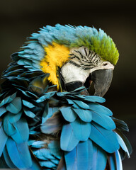 Fototapeta premium Blue-and-yellow macaw preening its feathers