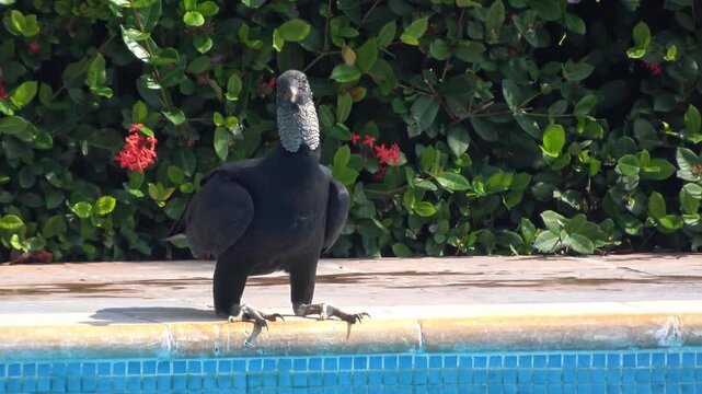 Black vulture drinking water from the edge of a blue tiled swimming pool. A black vulture leans over a pool's stone coping to drink. Natural wildlife interaction in a backyard setting with lush green 