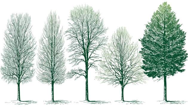 Collection d'arbres illustr&eacute;s &agrave; la main, incluant des feuillus nus et un conif&egrave;re vert, parfaits pour des designs &eacute;cologiques sur fond transparent.