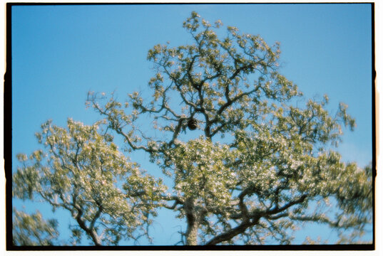 Tree canopy under clear sky, soft focus