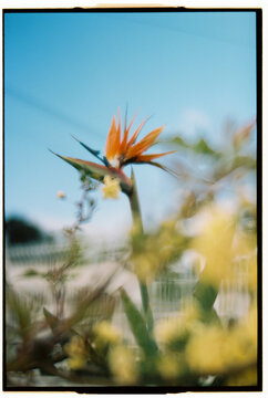 Bird of paradise flower in garden shot on Portra 160