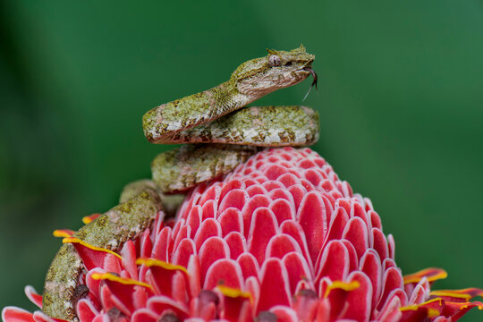 Eyelash pit viper 