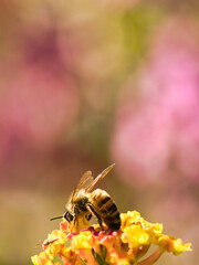 Honey bee collecting pollen.