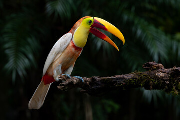 Leucistic Yellow-throated Toucan © Feralis
