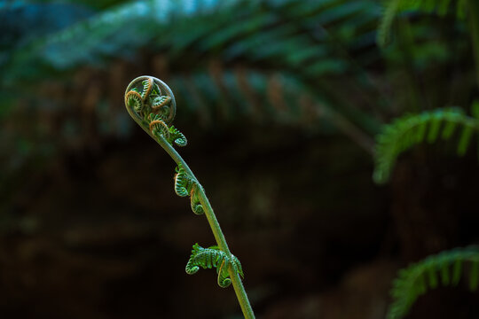 Koru fern