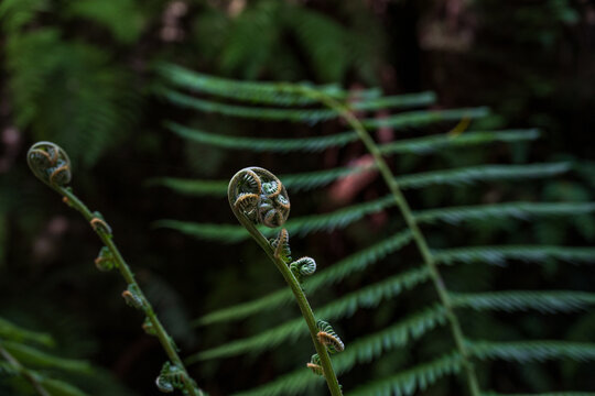 Fern fronds