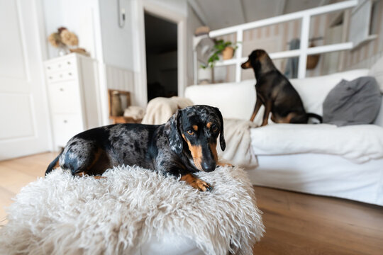 Dachshund merle dog resting on fluffy ottoman at home