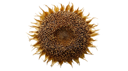 Dried sunflower head with mature seeds, ready for autumn harvest, symbolizing agriculture, nature, and organic food