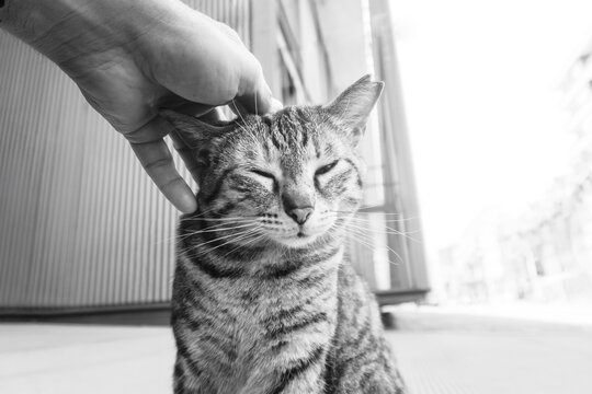 Stray Cat