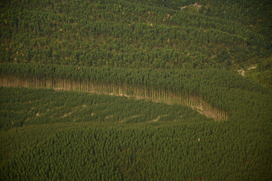 Industrial Forest Plantations (HTI) are production forest areas managed for the intensive cultivation of specific tree species to meet the raw material needs of the forest product industry