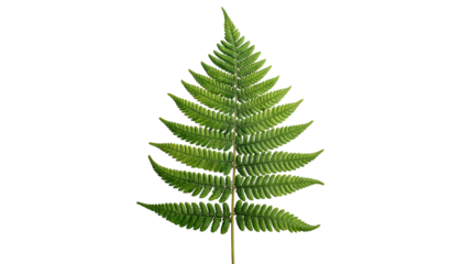 Isolated vibrant green fern frond with intricate leaf details against a stark black backdrop