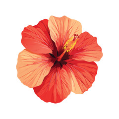 A vibrant red hibiscus flower with a delicate stamen is isolated on white, showcasing a single tropical bloom that captures the natural beauty of a summer garden petal